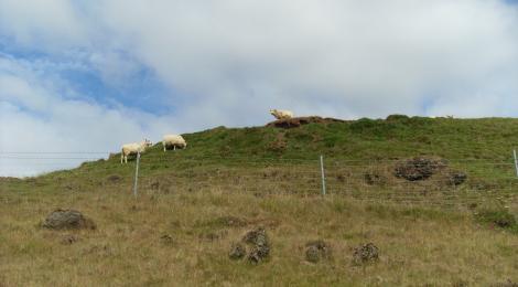 The Icelandic sheep reigns supreme at Keldur and elsewhere.