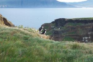 Puffins are cute and some say they are tasty too