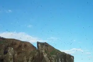 Plenty of birds in Drangey. They were a bonanza for the people of Skagafjörður.