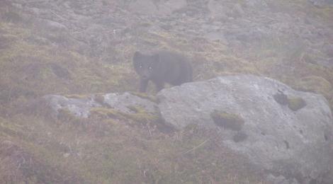 The foxes were moving right next to us, watching and in a way they were stalking us. 