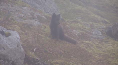 A fox on guard.