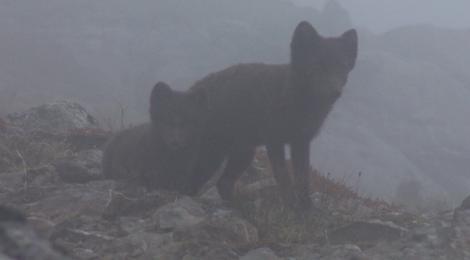 Two foxes, a vixen and a cub, look at the humans with a mix of wariness and curiosity.