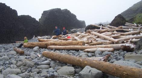 Massive driftwood logs from Siberia on the beach.
