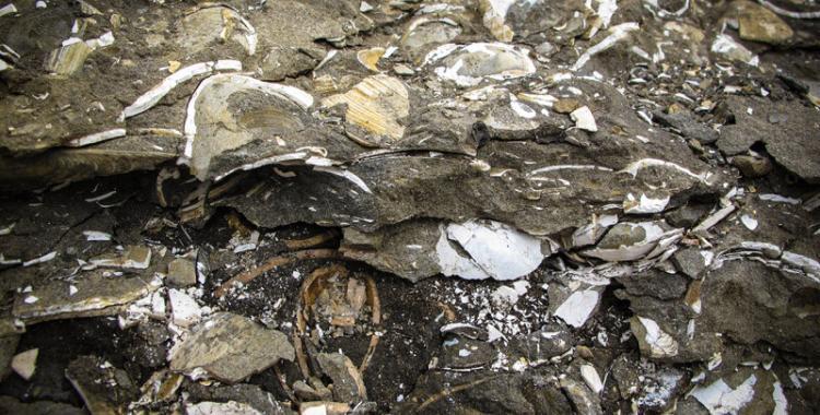 Fossils at Hallbjarnarstaðakambur
