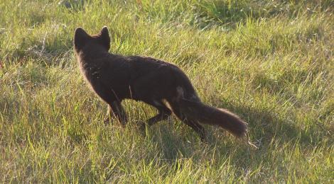 Clever and brave vixen gives her cubs a head start by getting food from gluttonous humans. 