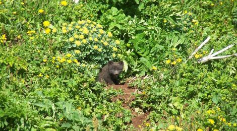 Fox cub sticks his head out its mother´s lair. 