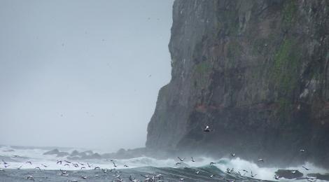 Massive cliffs and rough seas off the coast of the North West of Iceland.