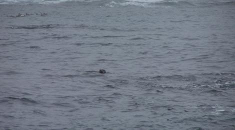 Seal taking a swim.