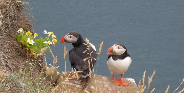 Those puffins probably wouldn´t care if the photographer would venture too far on the edge and plummet to his death on the rocks 300 meters below. But here they are nevertheless. 