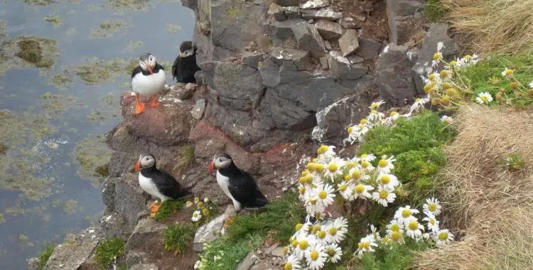 Puffins and flowers. How very nice. 