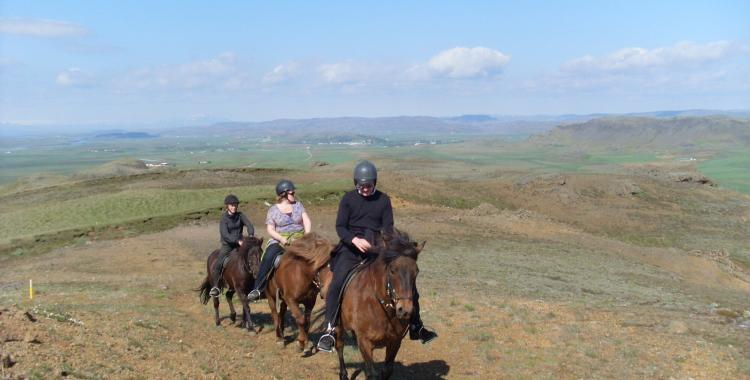 The Icelandic horse has remarkable stamina and is both versatile and nimble.