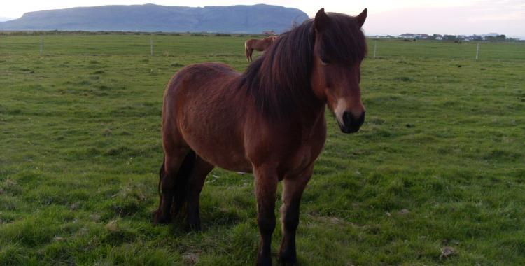 The Icelandic Horse is loved by all who ride it. 