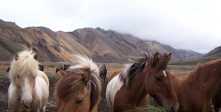 Icelandic horses at Landmannalaugar, Iceland