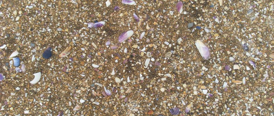 Golden shell sand beaches are rare in Iceland and you need to travel far to experience them