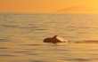 Chasing the Giants of the Sea – Whale Watching in Iceland