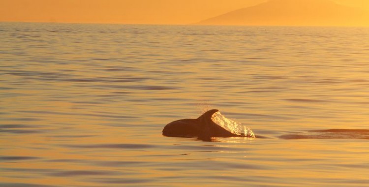 Chasing the Giants of the Sea – Whale Watching in Iceland