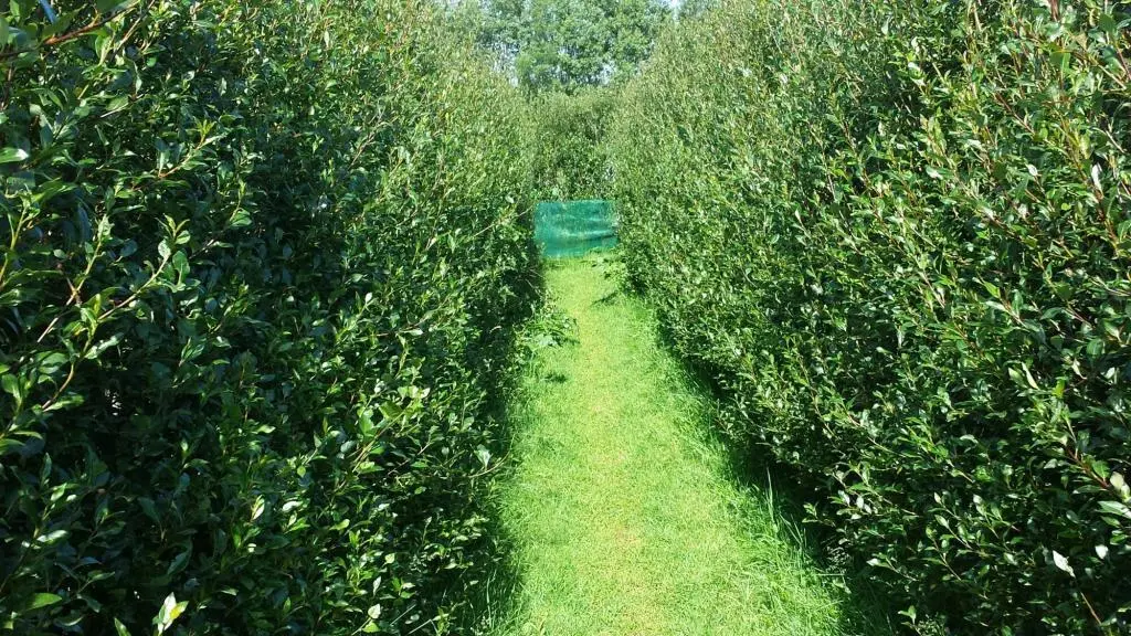 The entry to the hedgerow maze at Engi - enter if you dare! 