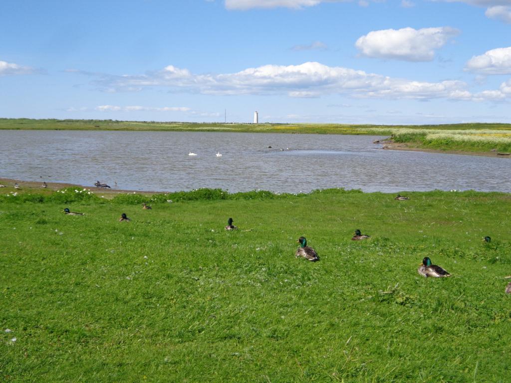 Bakkatjörn pond is a haven for a fantastic variety of birds. 