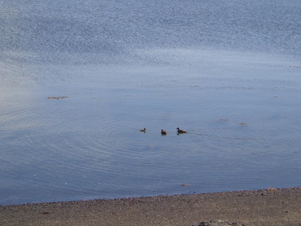 Birds at the beach.