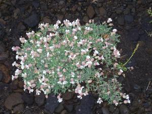 Flowers in Thorsmörk.