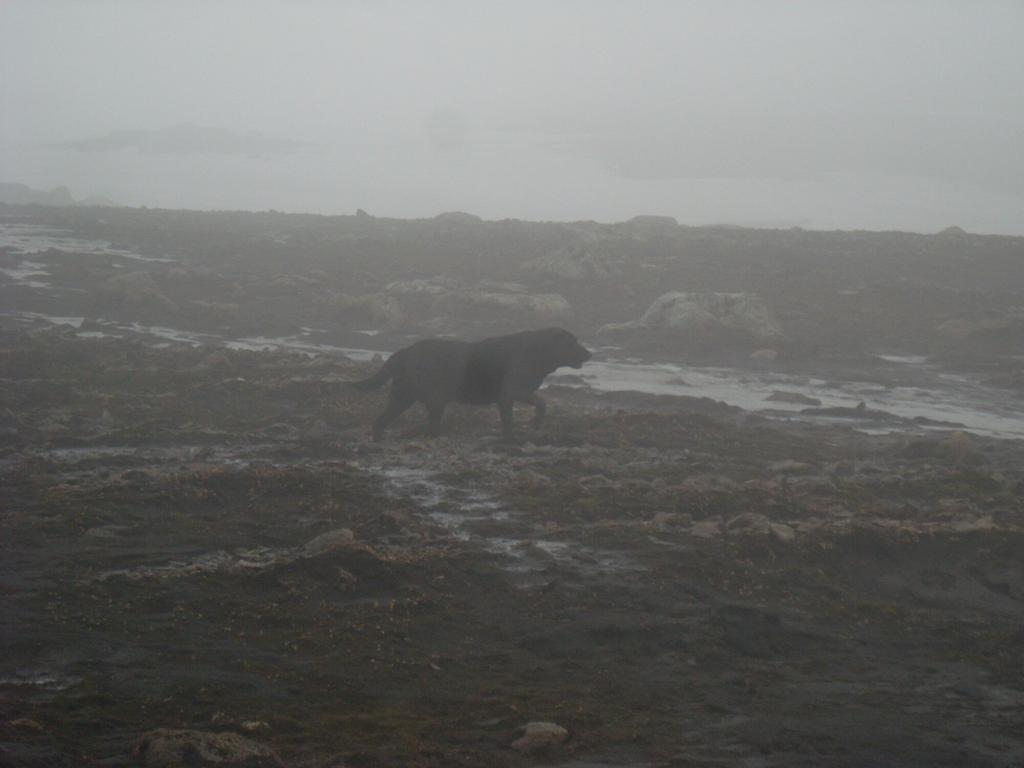 This amazing dog followed us for a long time. I called him Ghost Dog as he raced in and out of the fog. 