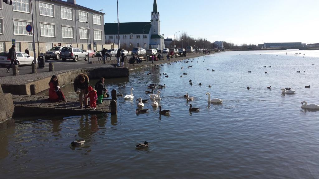 Feeding frensy at the Reykjavik pond