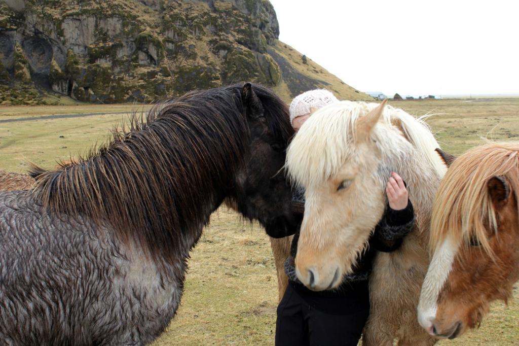 I look so helpless that even throngs of little Icelandic horses come to my defence.