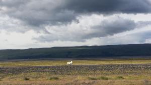 We met those sheep on the way. They might have moved since then so don´t rely on them to find the ravine.