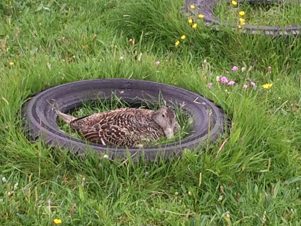 Eider Duck (photo credit: Alison W.)