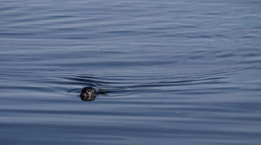 Seal taking a swim. 