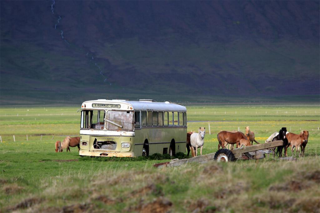 Horses taking the bus. 