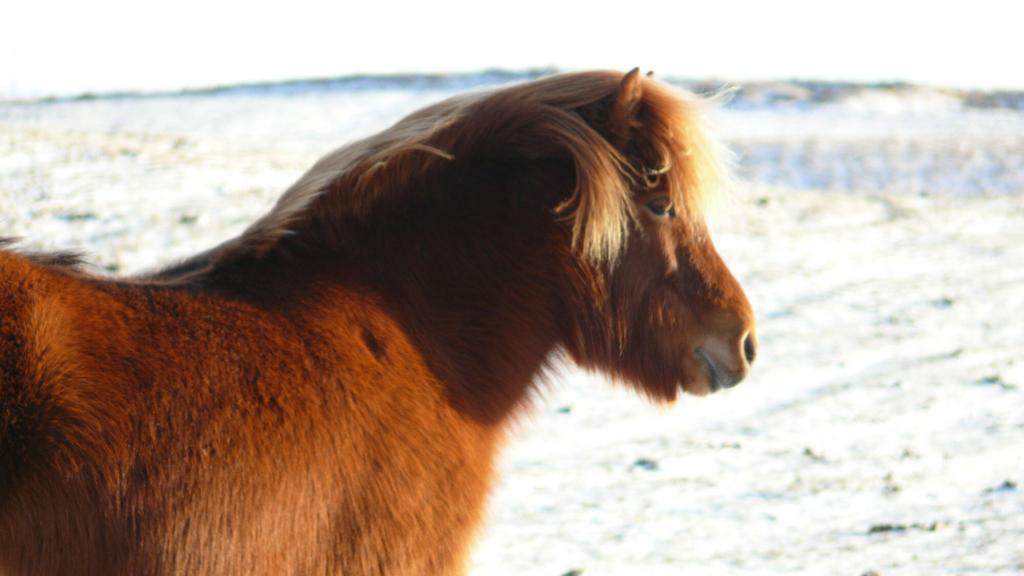 An Icelandic horse in winter.