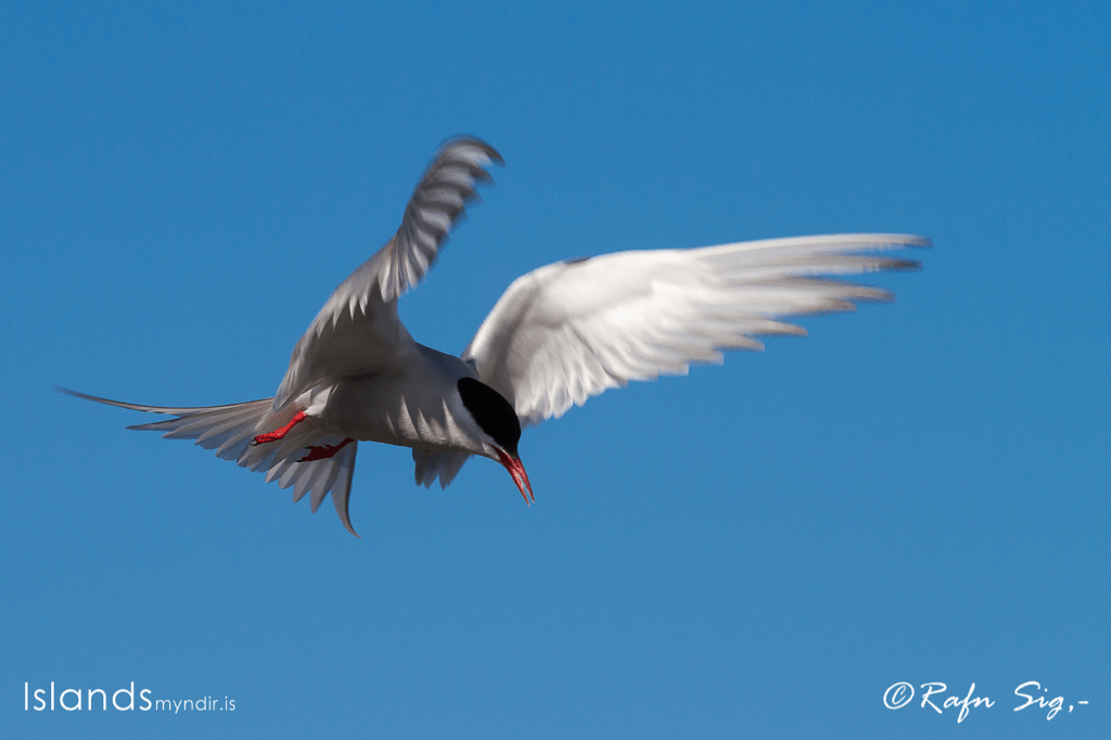 Artic Tern on the offensive.