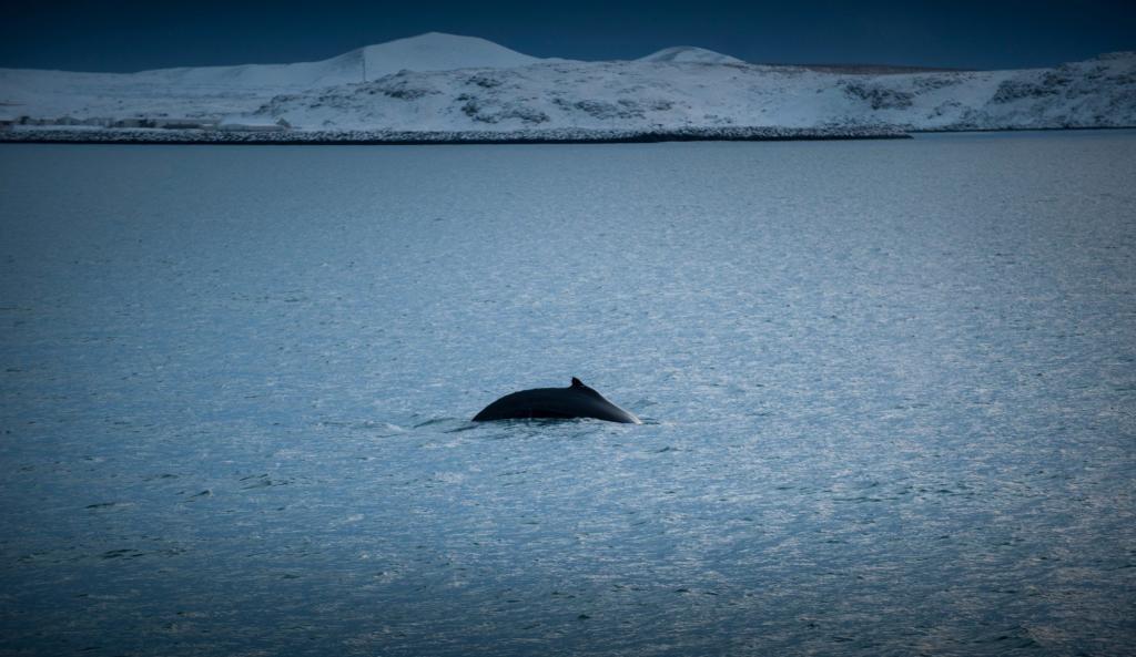 Minke whale puts on a show.