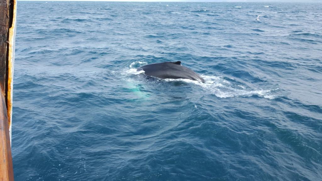 A whale emerges. She cares nothing about people photographing her.