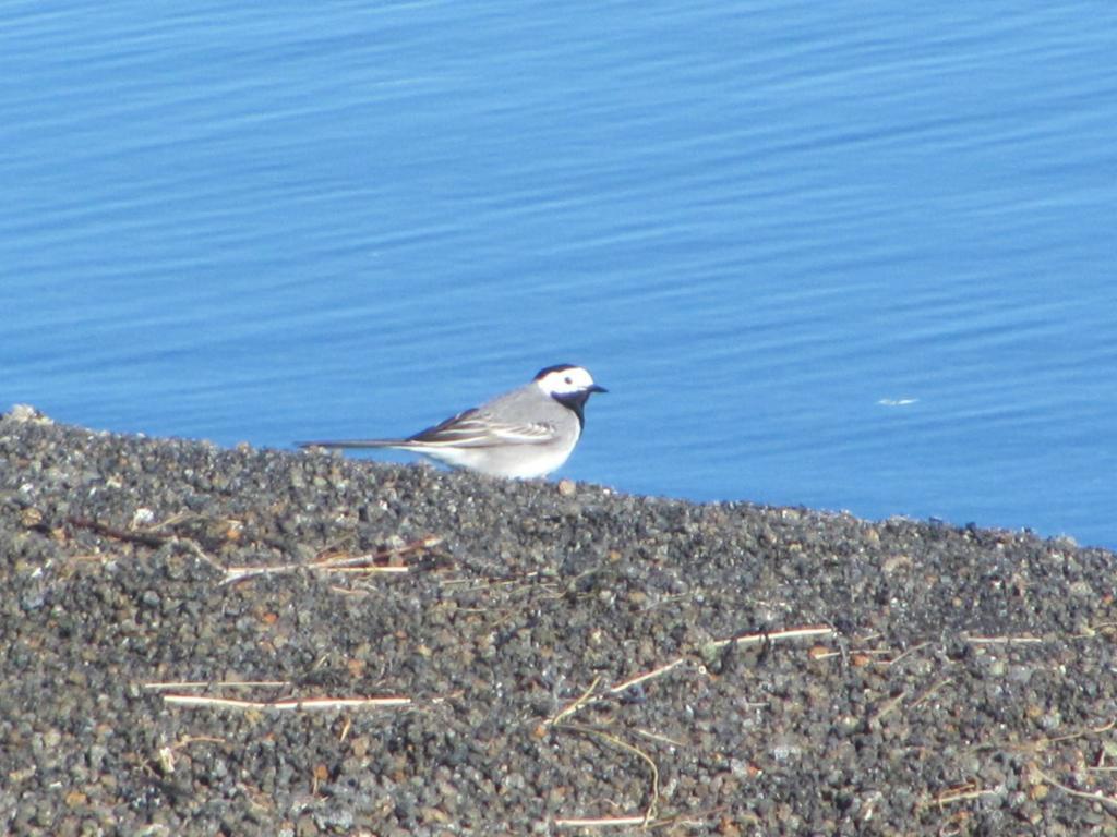 White wagtail - Motacilla alba