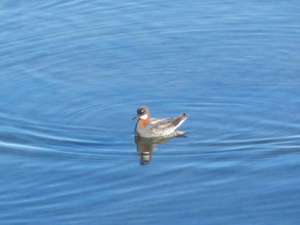 Red-necked phalarope - Phalaropus Lobatus