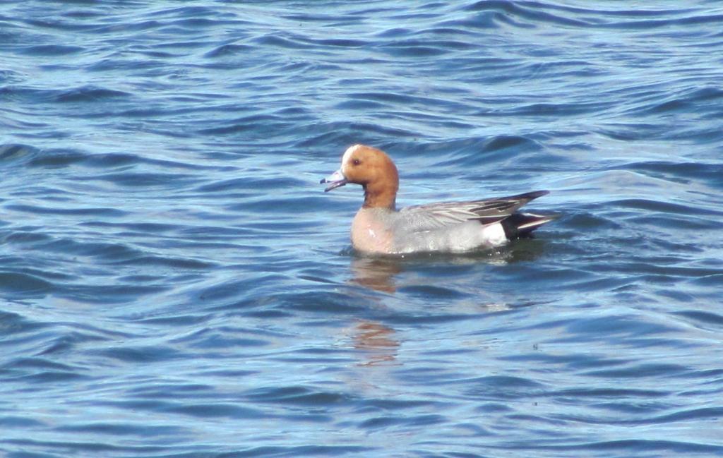 Eurasian Wigeon - Anas Penelope