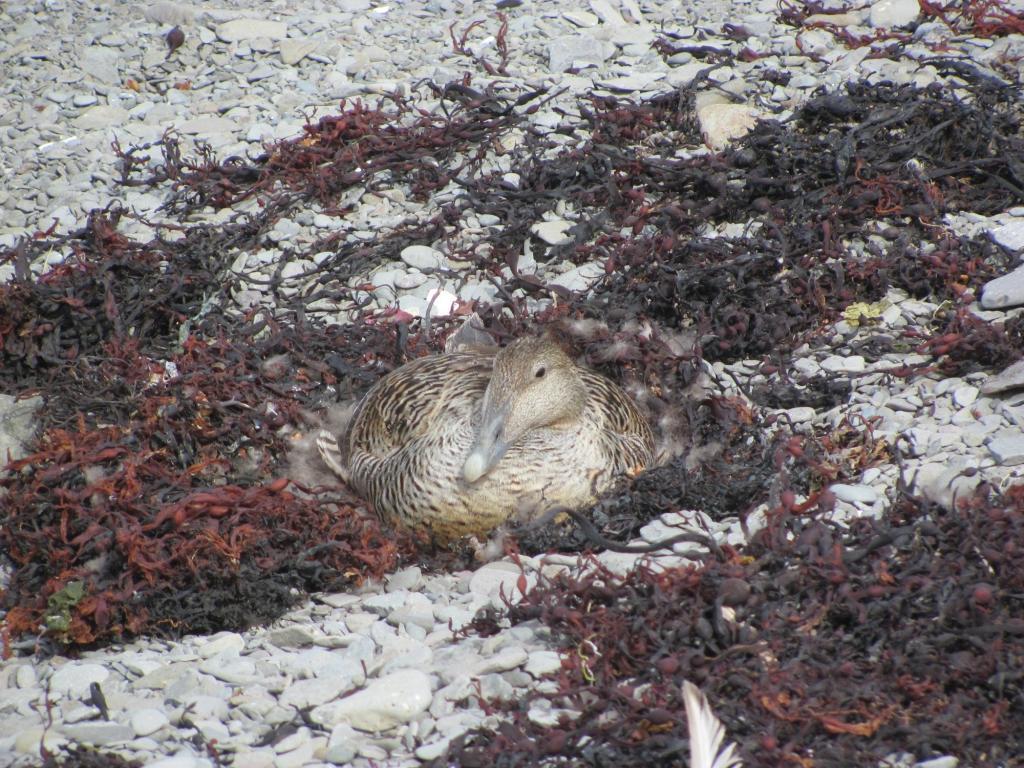 Female common eider nesting.