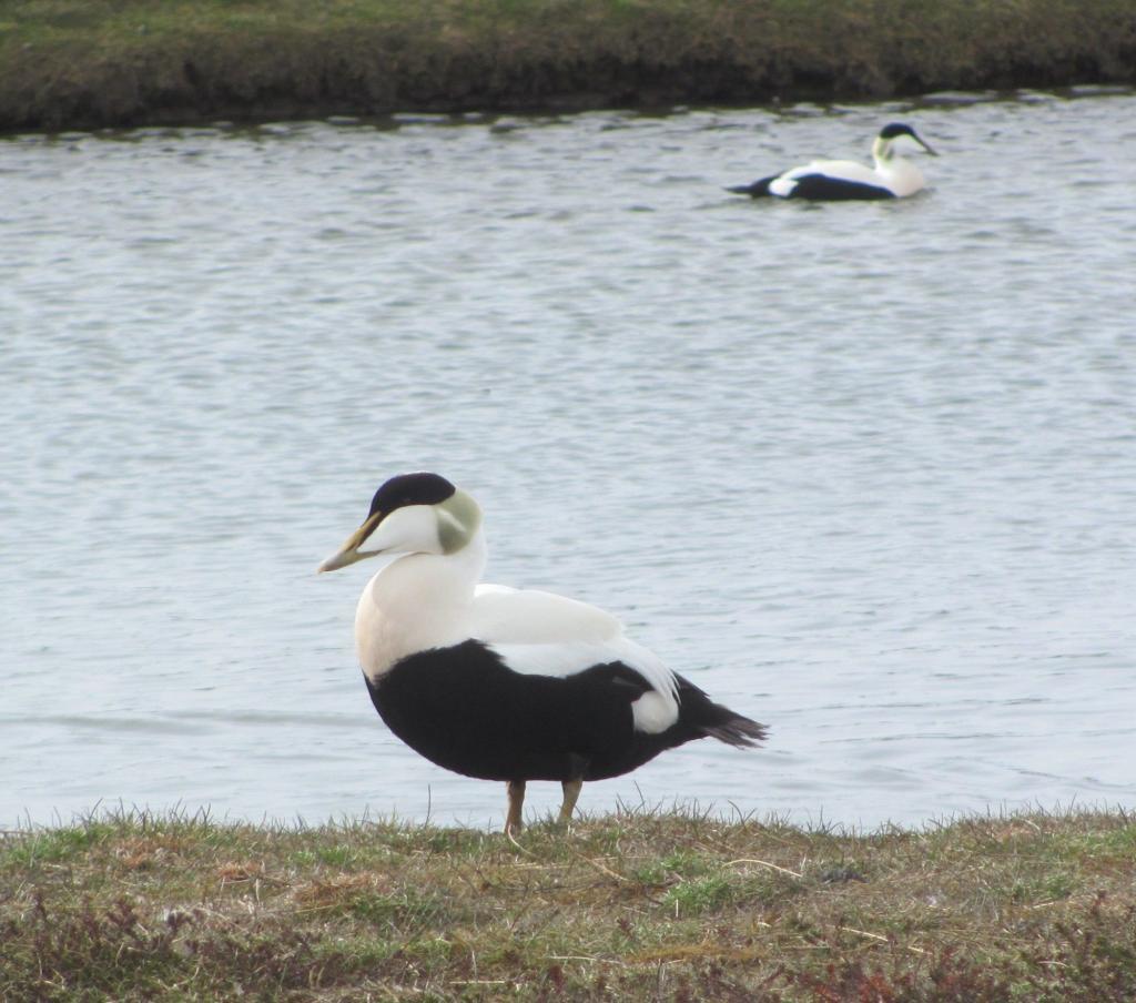 Male Eider. 