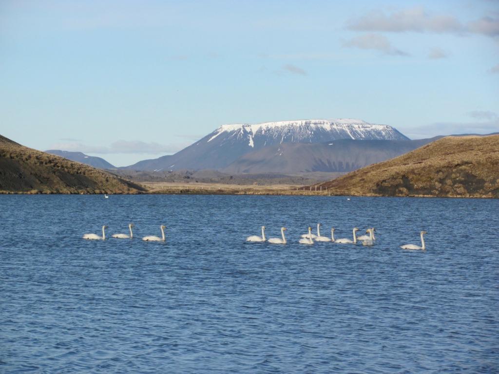 Whooper swan - Cygnus cygnus