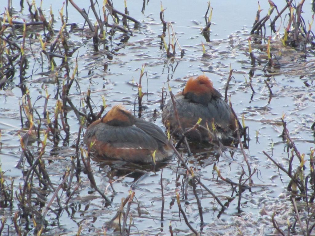 Horned grebe - Podiceps auritus