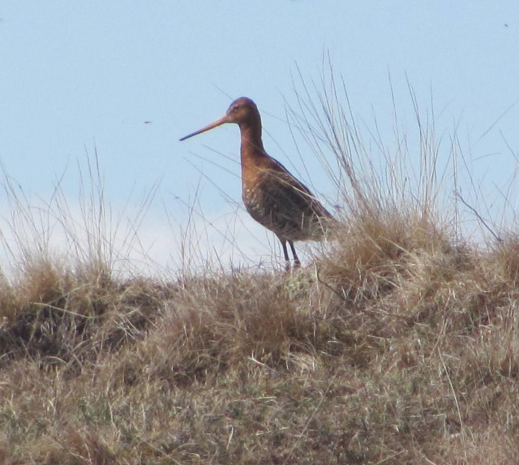 Whimbrel or numenius phaeopus in latin.