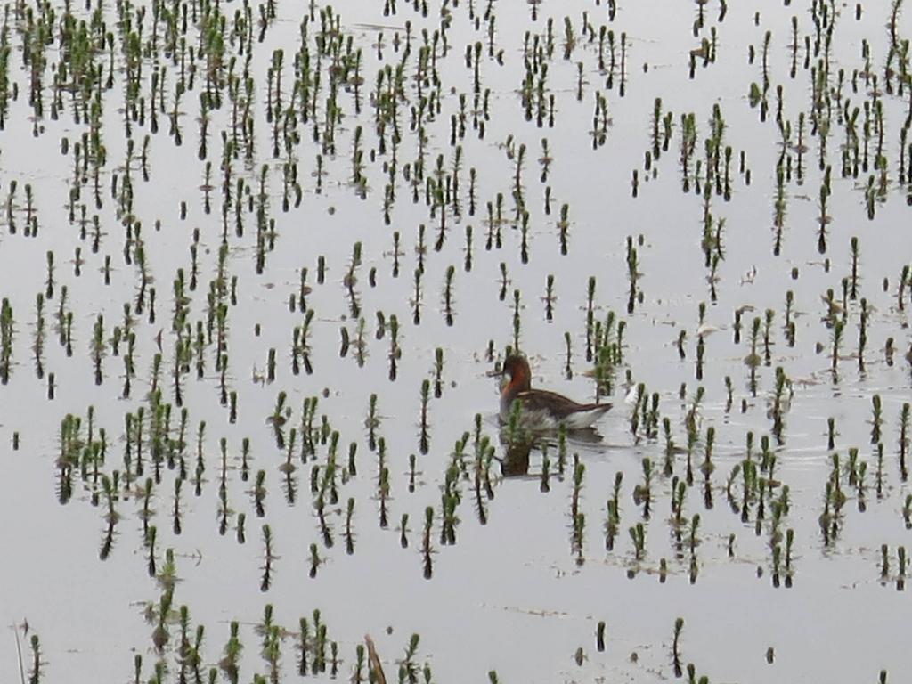 Ducks in reed. 