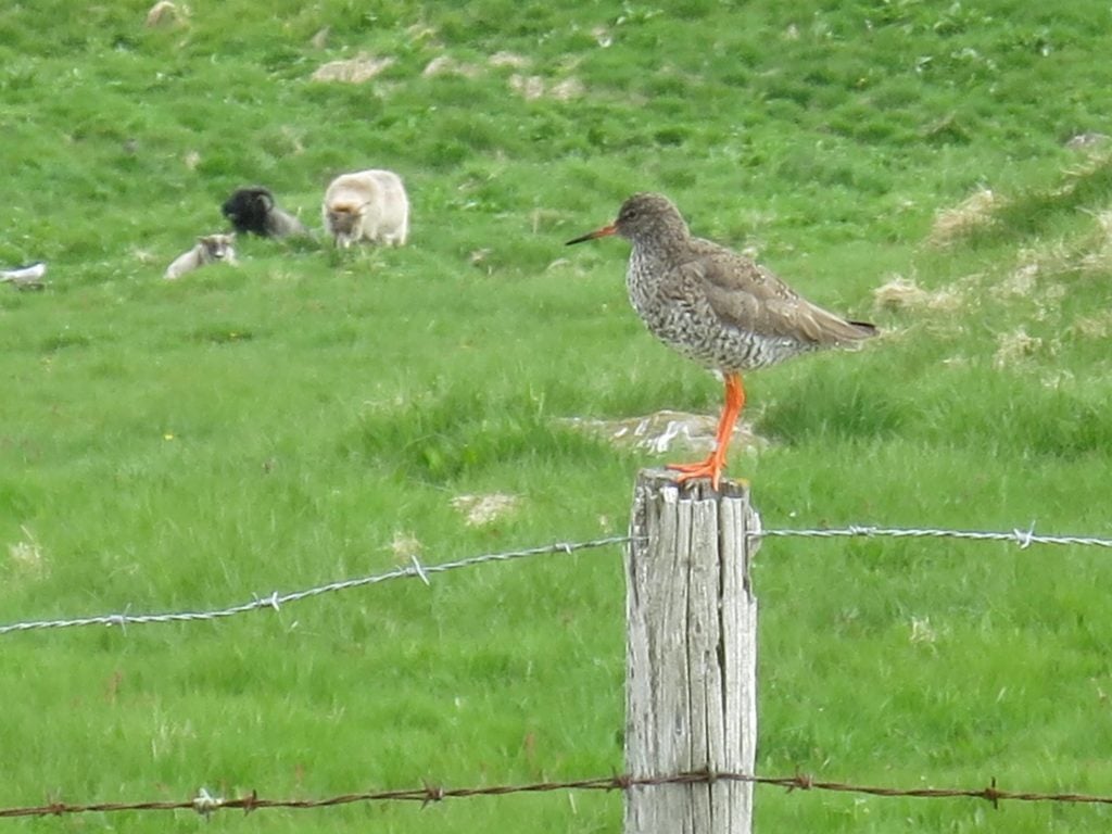 Red shank is on the fence for this one. 