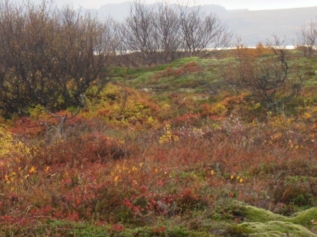 Iceland in fall colors.