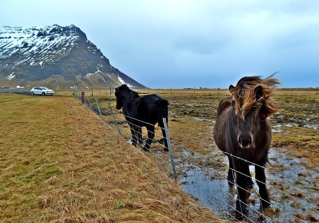 Icelandic horses permanently spoiled rotten by Eileen.