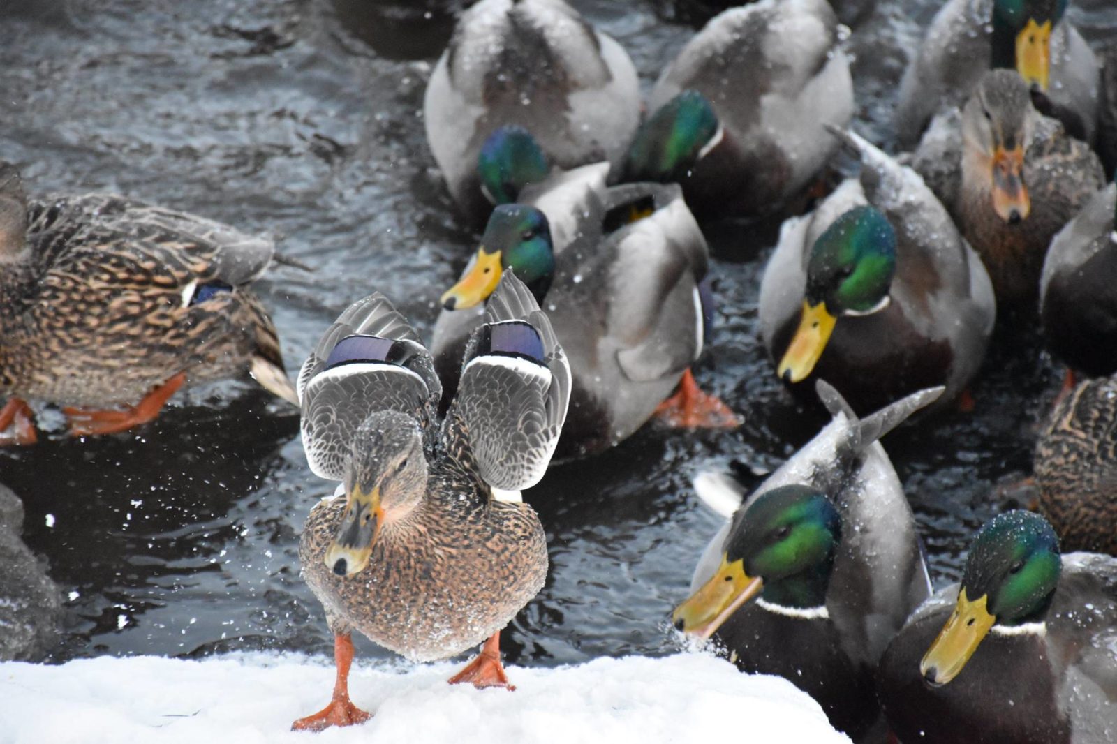 Feisty ducks in Laugardalur.