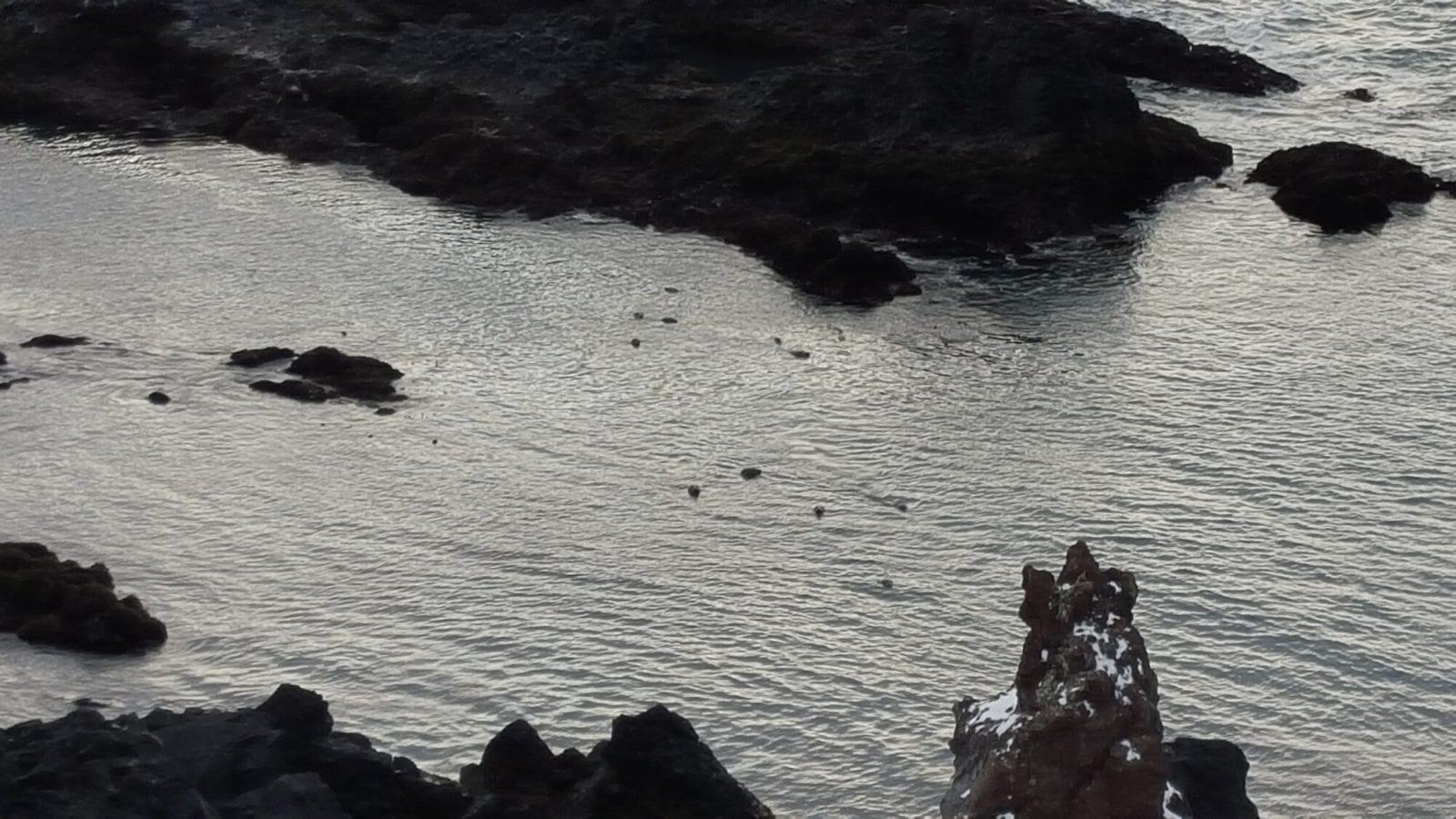 Seals chilling out. 