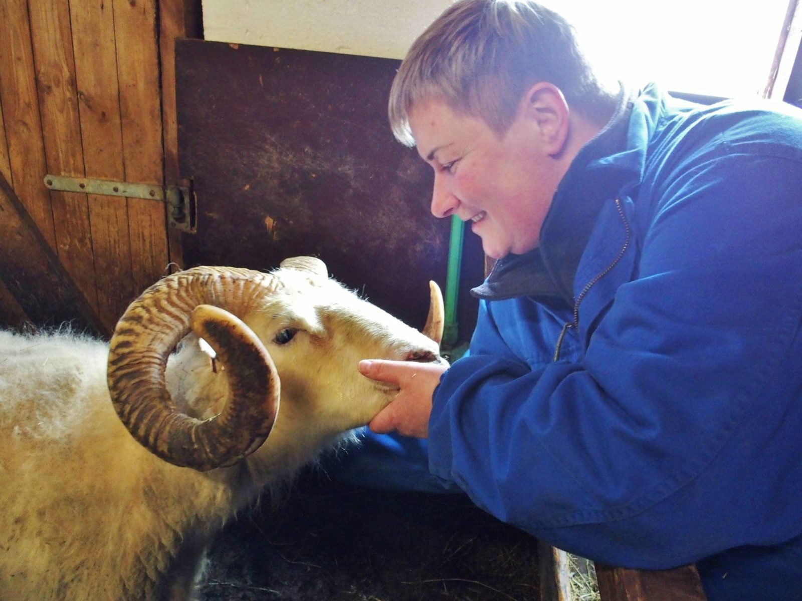 Eydís makes sure that this ram is nice to the guests.